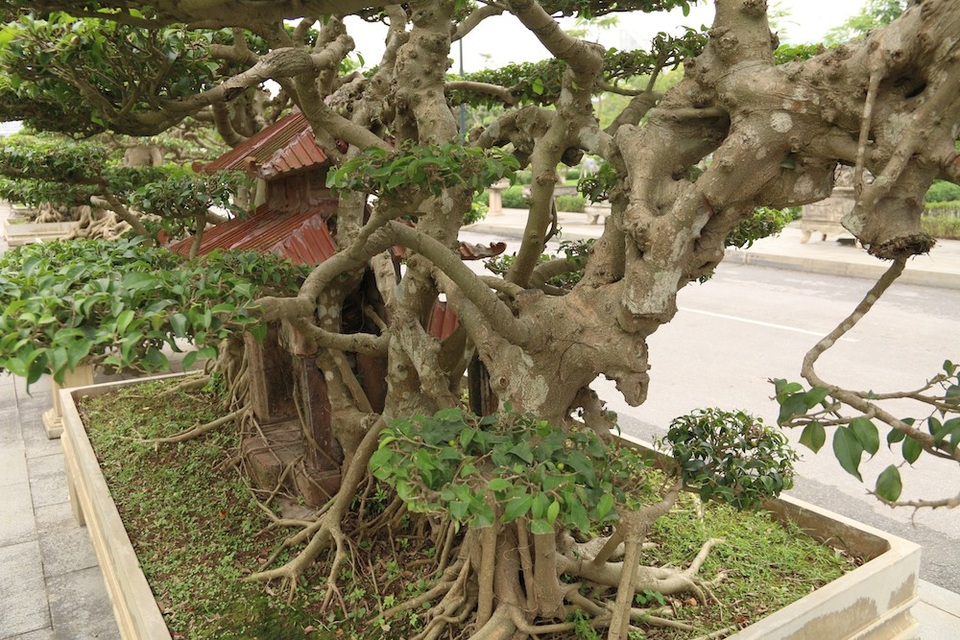 Chiêm ngưỡng kiệt tác sanh cổ có bộ rễ "khủng" được trả giá 1 tỷ đồng - 2
Cây nổi bật bởi hình dáng cổ kính, với bộ rễ ôm trọn ngôi nhà cổ