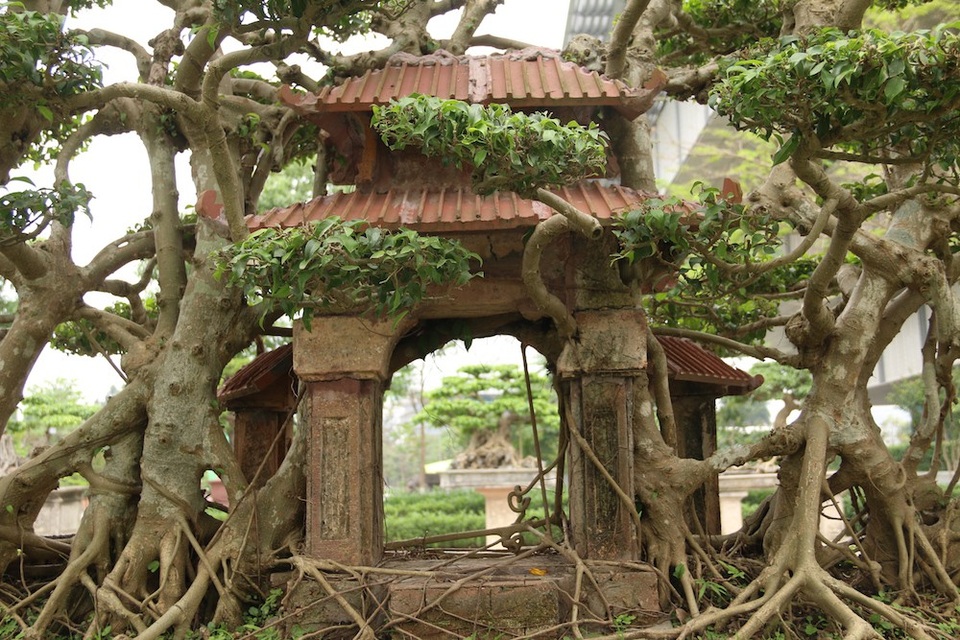 Chiêm ngưỡng kiệt tác sanh cổ có bộ rễ "khủng" được trả giá 1 tỷ đồng - 3 Được biết tác phẩm này được ông Ngọ tạo tác, uốn nắn trong vòng 20 năm