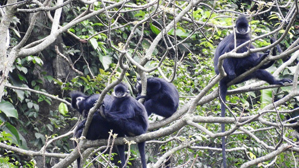 Khen thưởng cho người dân bảo vệ đàn Voọc gáy trắng quý hiếm - 1 Đàn Voọc gáy trắng ở rừng núi xã Thạch Hóa và xã Đồng Hóa, huyện Tuyên Hoá, tỉnh Quảng Bình (Ảnh: Báo Q.B)