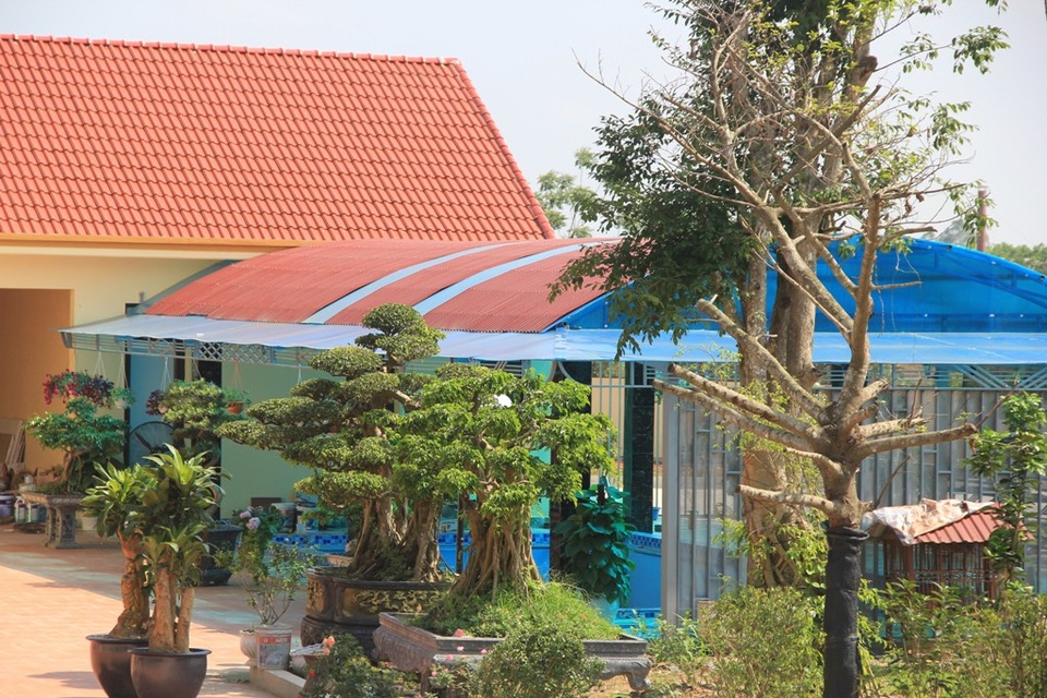 Cận cảnh biệt phủ trái phép của cán bộ công an huyện Vĩnh Lộc - 5
Những cây cảnh giá trị...