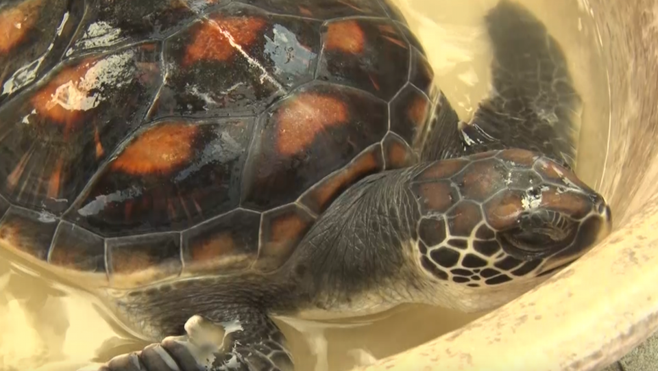 Từ chối bán rùa biển tiền triệu, ngư dân quyết thả về đại dương - 3