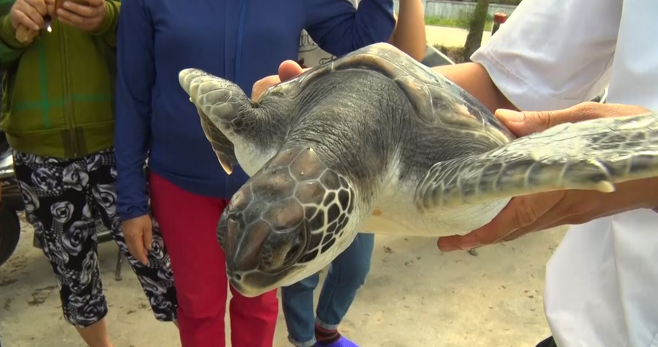 
Con rùa biển sau khi được ngư dân Dũng đưa lên bờ có nhiều người đến trả giá tiền triệu nhưng anh quyết không bán mà thả nó về đại dương.
