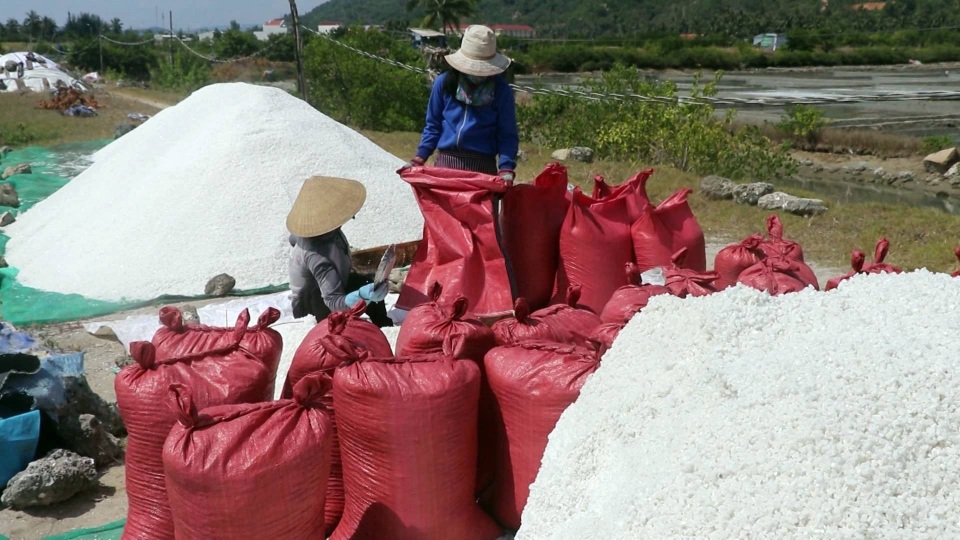 Giá muối rớt sâu, diêm dân tính chuyện bỏ nghề - 4
Nhiều lứa muối đã thu nhưng không ai mua, diêm dân đành đắp bạt tránh mưa