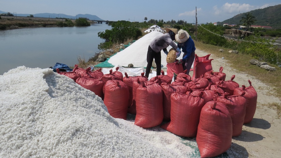 Giá muối rớt sâu, diêm dân tính chuyện bỏ nghề - 1 Giá muối giảm xuống 600 đồng/kg nhưng thương lái không thu mua khiến người nông dân làm muối gặp khó khăn