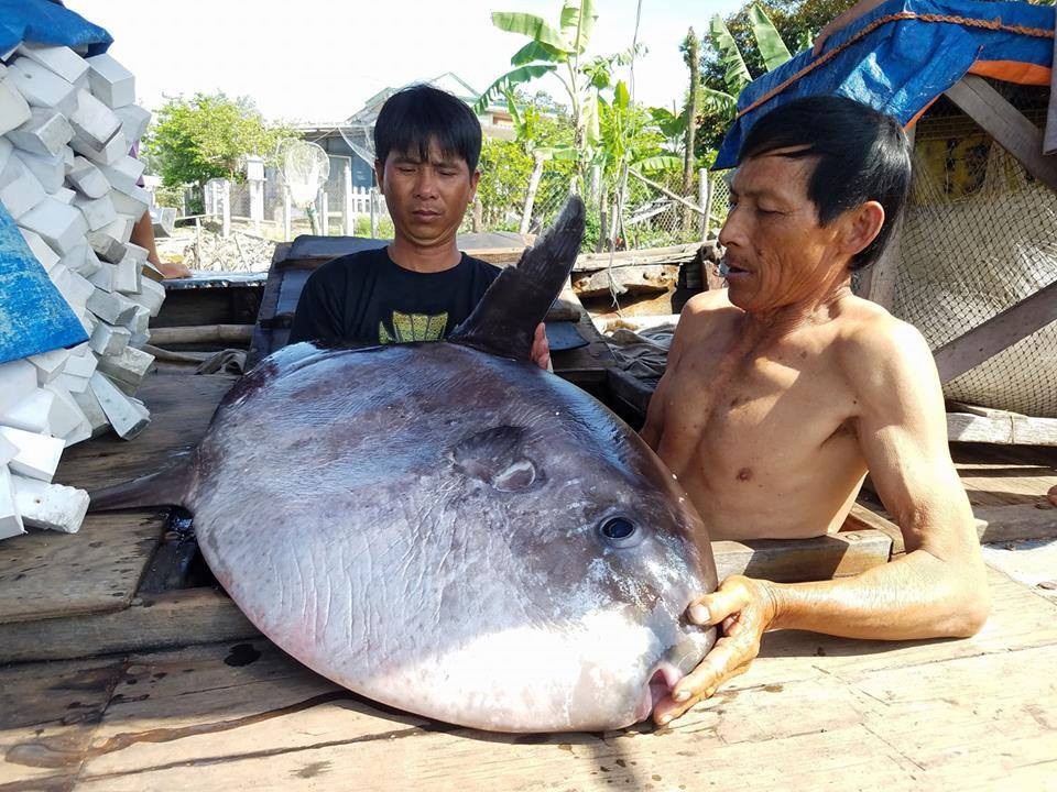 Ngư dân bắt được cá mặt trăng “khủng” 32kg - 2
Đây là cá thuộc Sách Đỏ Việt Nam