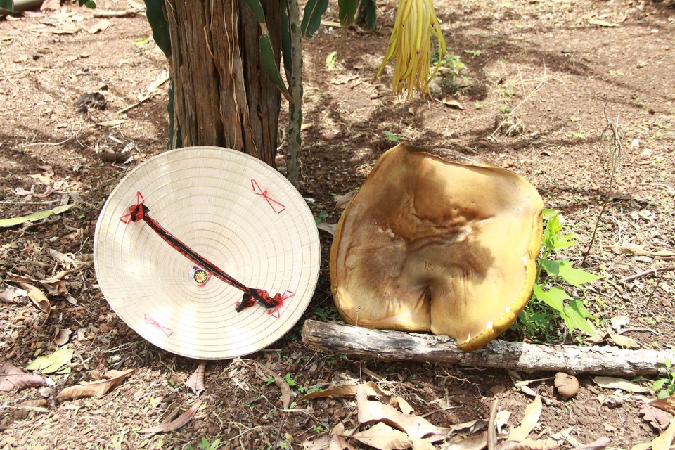 Đắk Lắk: Phát hiện nấm lạ chỉ sau vài giờ mọc đã lớn bằng chiếc nón lá - 2 Người dân khá hoang mang khi lần đầu gặp nấm lạ này