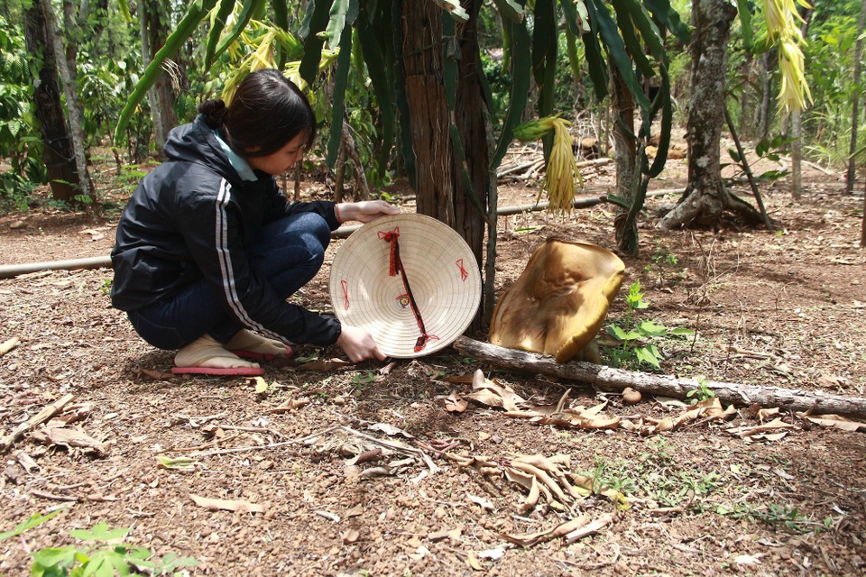 Đắk Lắk: Phát hiện nấm lạ chỉ sau vài giờ mọc đã lớn bằng chiếc nón lá - 1 Cây nấm chỉ sau vài giờ mọc đã lớn bằng chiếc nón lá