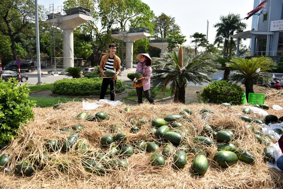 Nhóm sinh viên Hà Nội "giải cứu" dưa hấu ế giúp nông dân Quảng Ngãi - 1
Biết thông tin nông dân trồng dưa hấu ở Bình Sơn (Quảng Ngãi) đang khó khăn trong khâu tiêu thụ, một nhóm sinh viên Hà Nội đã lên kế hoạch vận chuyển dưa ra Thủ đô để bán trên đường phố dưới hình thức kêu gọi vừa mua vừa ủng hộ.