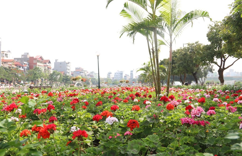 Phố đi bộ thứ hai của Hà Nội gấp rút chuẩn bị cho ngày khai trương - 6 
Không gian quanh phố Trịnh Công Sơn có rất nhiều hoa.