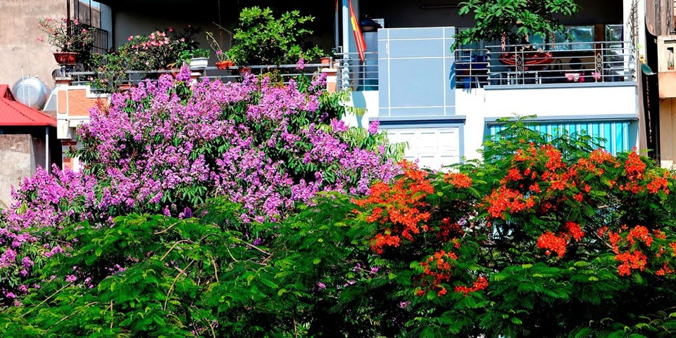 
Cứ đầu tháng 5, những cây hoa bằng lăng lại cùng phượng vỹ bắt đầu nở cánh biếc gọi hè về.
