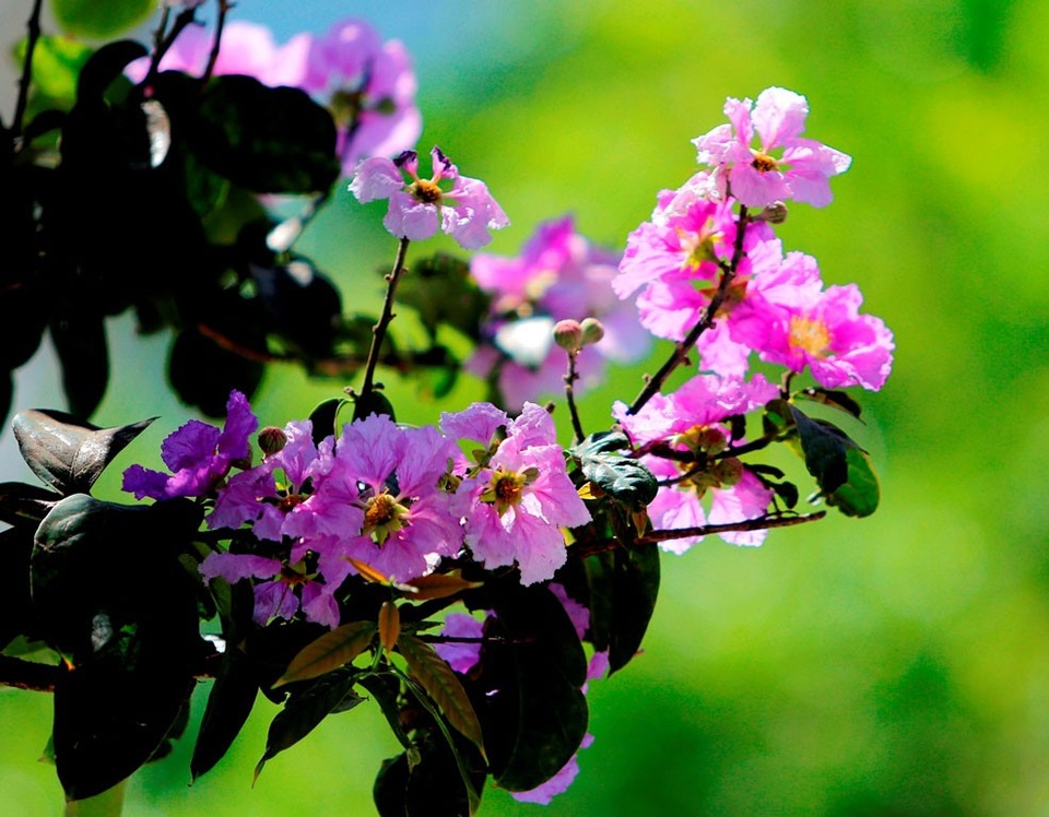 
Một ngày tháng 5, xuống phố tràn ngập sắc màu của những loài hoa, bỗng thấy Hà Nội rực rỡ, đáng yêu vô cùng.
