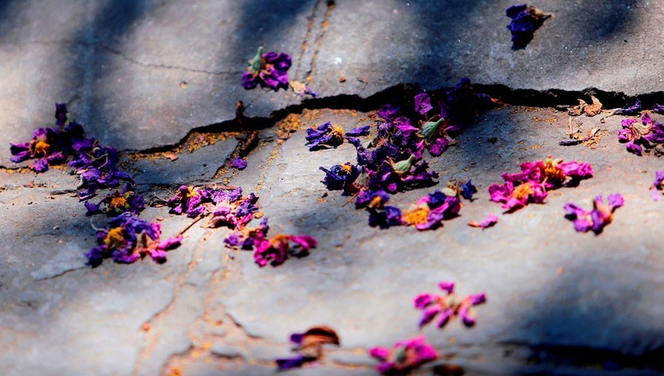 Bằng lăng thức giấc gọi hè về trên phố Hà Nội - 11