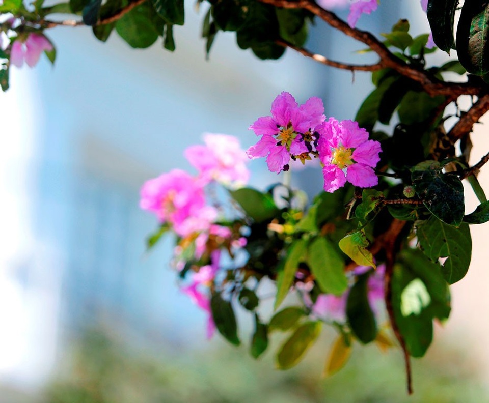 
Mùa bằng lăng nhanh đến và cũng nhanh đi. Nhưng sắc hoa tím biếc ấy đã điểm xuyến cho mùa hè ở Thủ đô thêm đáng nhớ.
