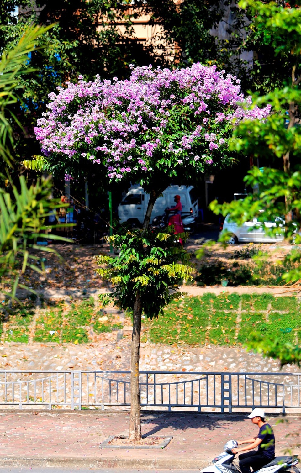 
Hoa bằng lăng có màu tím hoặc tím nhạt, tím hồng mọc thành chùm.
