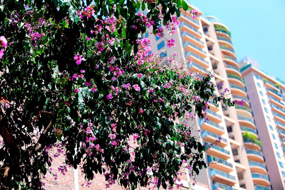 
Cây bằng lăng được trồng trên rất nhiều tuyến phố của Hà Nội như: Trần Thái Tông, Nguyễn Chí Thanh, Huỳnh Thúc Kháng, Trần Duy Hưng, Kim Mã…
