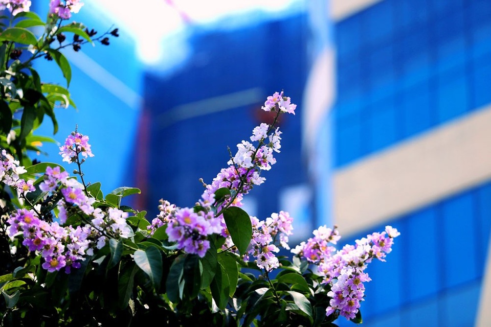 
Bằng lăng được trồng đan xen trên khắp phố phường Hà Nội, tạo nên một bức tranh hài hòa, lãng mạn.
