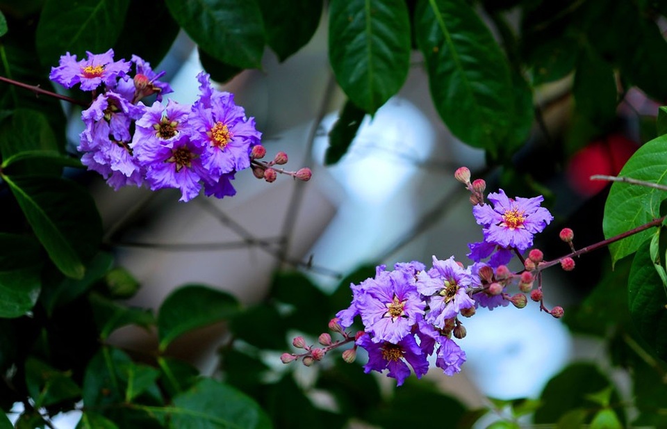 
Bên những con đường nhỏ lặng yên, bằng lăng tím khiêm nhường để con đường vốn đã thơ mộng, giờ lại càng trở nên lãng mạn hơn.
