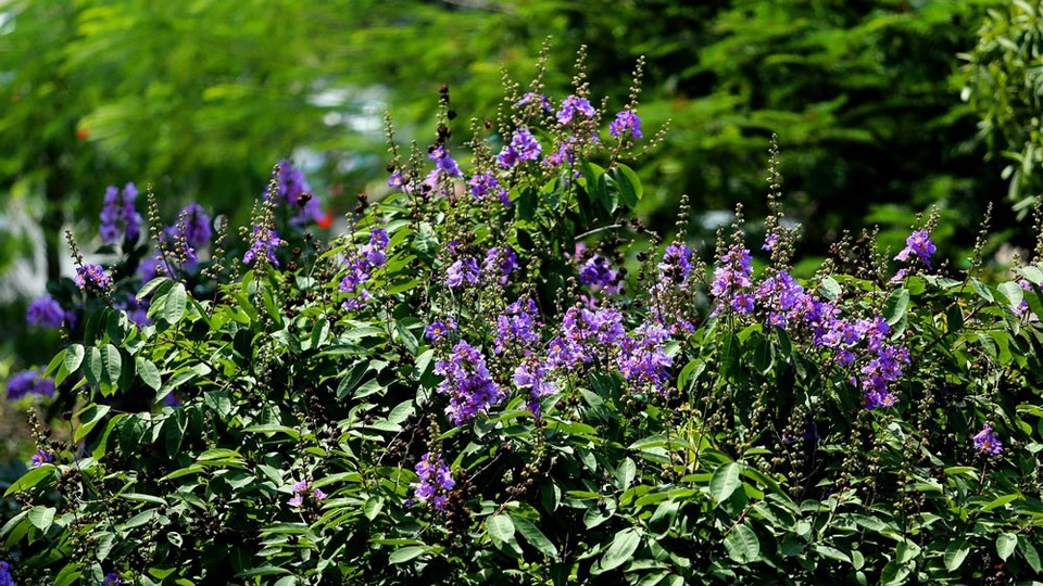 
Sắc tím của hoa khiến không gian như dịu mát hơn trong những ngày hè nắng chói chang.
