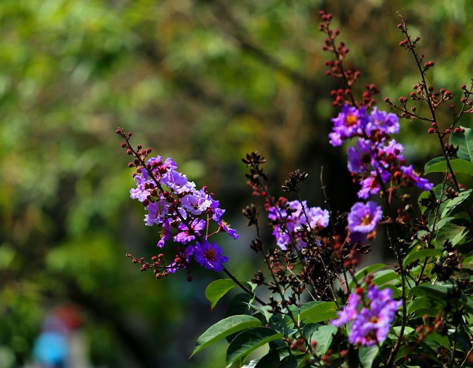 
Thời điểm này, những nụ hoa bằng lăng chúm chím nở, khoảng 2 tuần nữa, bằng lăng sẽ nở rộ trên nhiều tuyến phố của Thủ đô.
