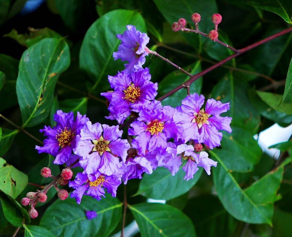 
Giữa cái nắng vàng ươm, những bông hoa bằng lăng nở thành từng chùm tím rực rỡ.
