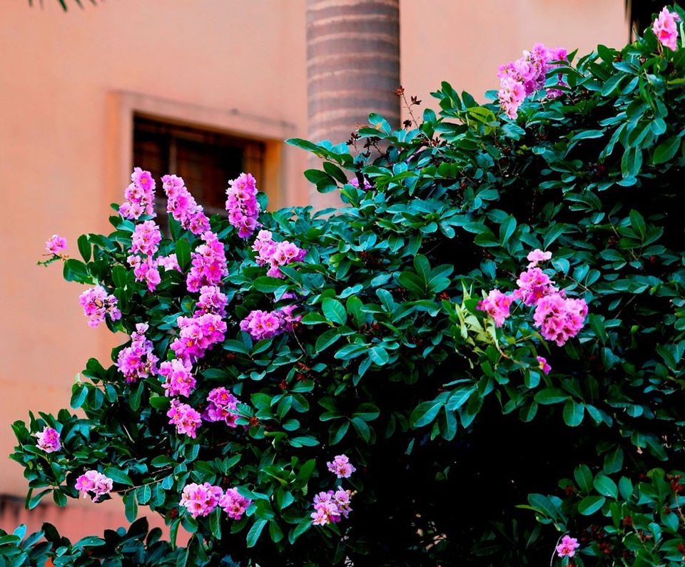 
Sắc tím tượng trưng cho sự chung thủy, ngây thơ và nhiều người xem bằng lăng là loài hoa của mối tình học trò.
