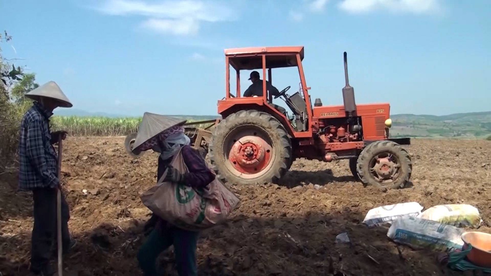 Phá mía trồng sắn – bài toán khó và nông dân là người chịu thiệt - 1 Người dân đang thuê nhân công phá bỏ mía để trồng sắn