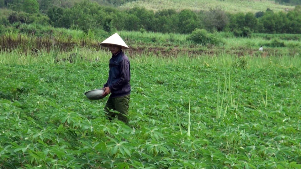 Phá mía trồng sắn – bài toán khó và nông dân là người chịu thiệt - 2 Anh Phạm Hồng Phương cho rằng giá sắn cao, dễ trồng ít chi phí nên mới chuyển đổi từ mía sang sắn