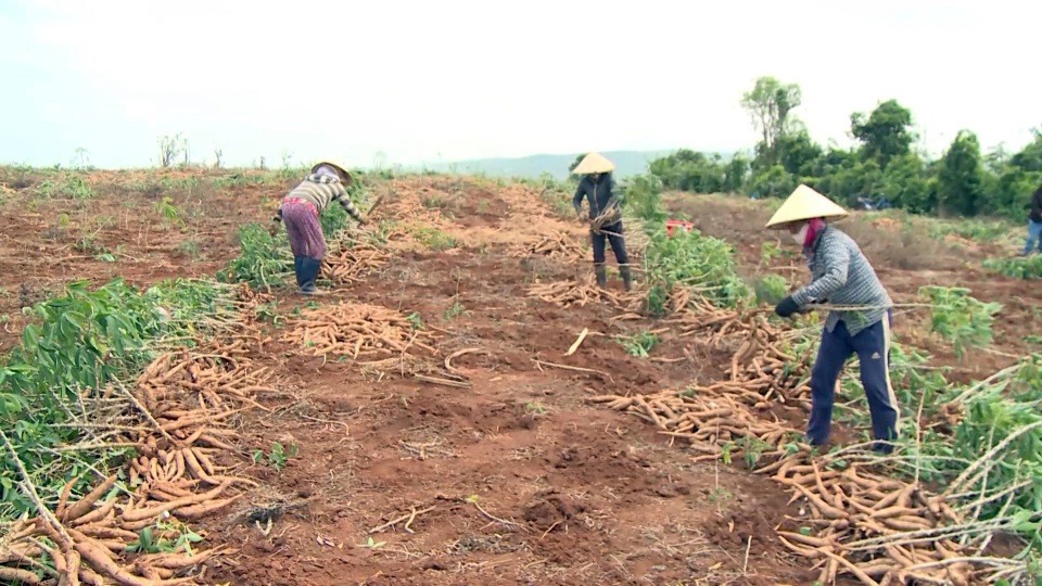 Phá mía trồng sắn – bài toán khó và nông dân là người chịu thiệt - 4 Hiện tại giá sắn cao ngất ngưởng là 2.800 đồng/kg, nhưng các chuyên gia khuyến cáo giá này có thể hạ thấp bất cứ lúc nào.