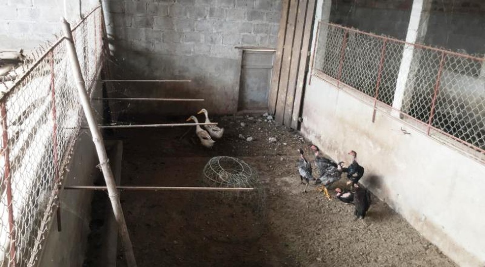 “Thủ phủ” nuôi lợn lớn nhất miền Bắc “tiêu điều” sau cơn bão giá - 4 Những dãy chuồng nuôi để trống không, có chăng để tận dụng là nơi để đồ, nuôi vịt gà hoặc đang bị phá dỡ để trồng cây khác