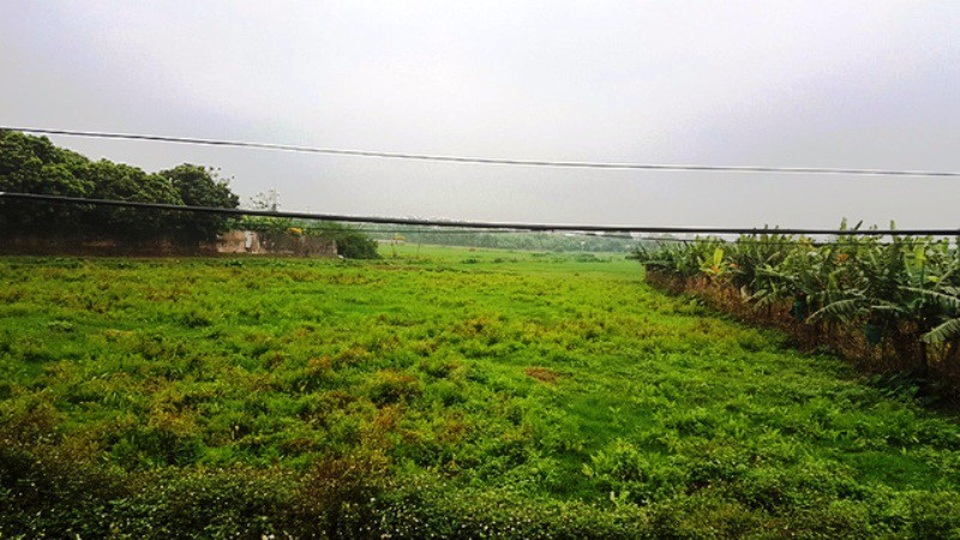 “Thủ phủ” nuôi lợn lớn nhất miền Bắc “tiêu điều” sau cơn bão giá - 2 Nhiều hộ dân còn bỏ ruộng hoang hoá để kinh doanh nuôi lợn, khiến diện tích đất nông nghiệp hoang hoá tai Ngọc Lũ khá nhiều