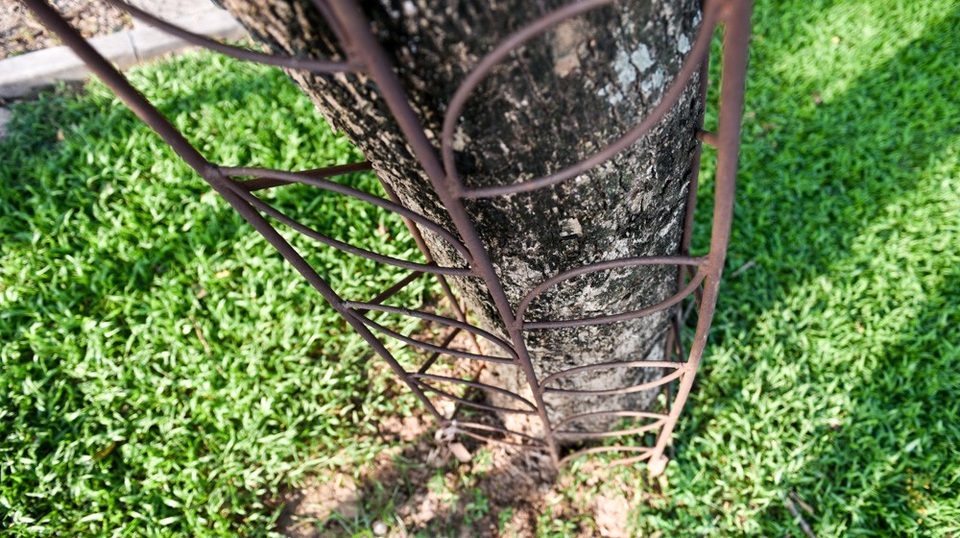 
Rào sắt thép bảo vệ cây sưa ở công viên Thống Nhất được thí điểm nhiều mẫu khác nhau.
