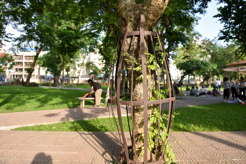 
Để bảo vệ cây, đơn vị quản lý đã làm nhiều khung sắt bao xung quan gốc cây.

 
