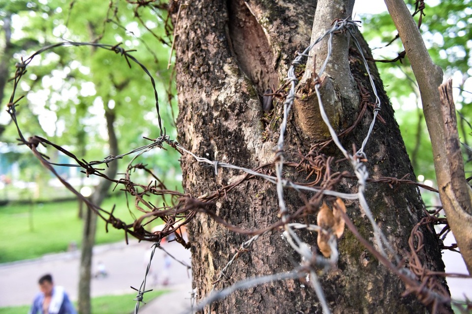 
Sưa ở đây có tuổi từ vài năm đến cả trăm năm. Các cây đều được quấn dây thép gai để hạn chế xâm phạm.
