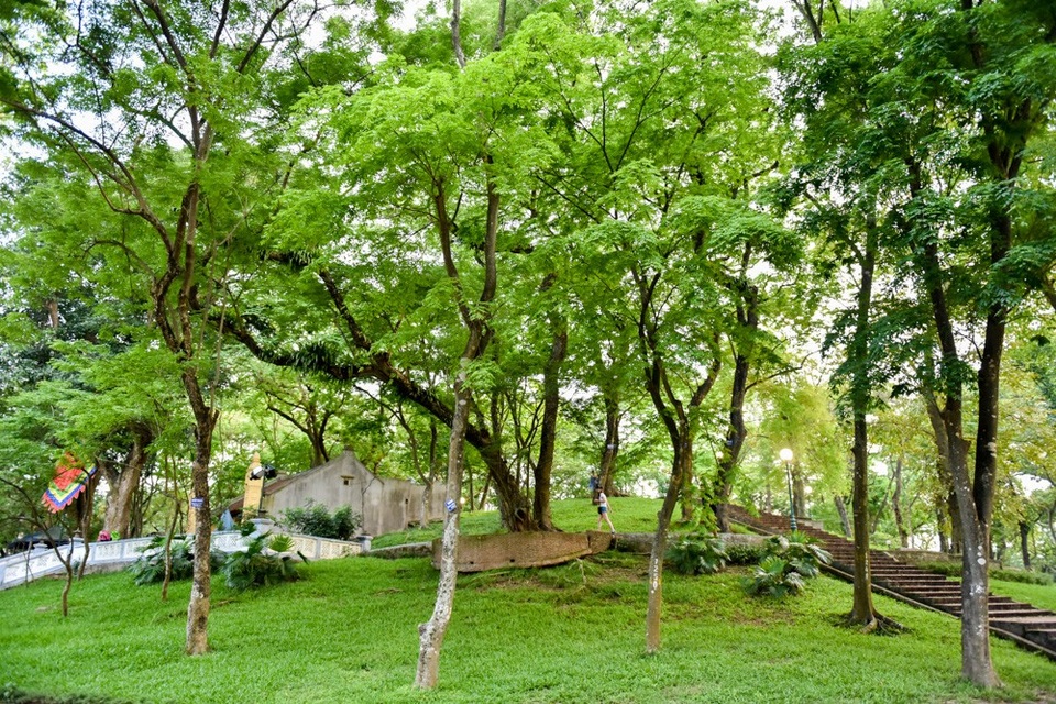 
Công viên Bách Thảo cũng là nơi có nhiều sưa, số lượng khoảng 40 cây.
