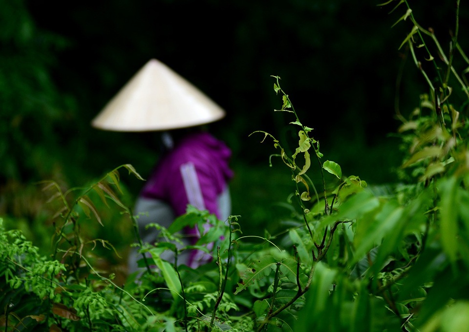 Rau có lá kép hình lông chim với chiều dài gần cả mét.