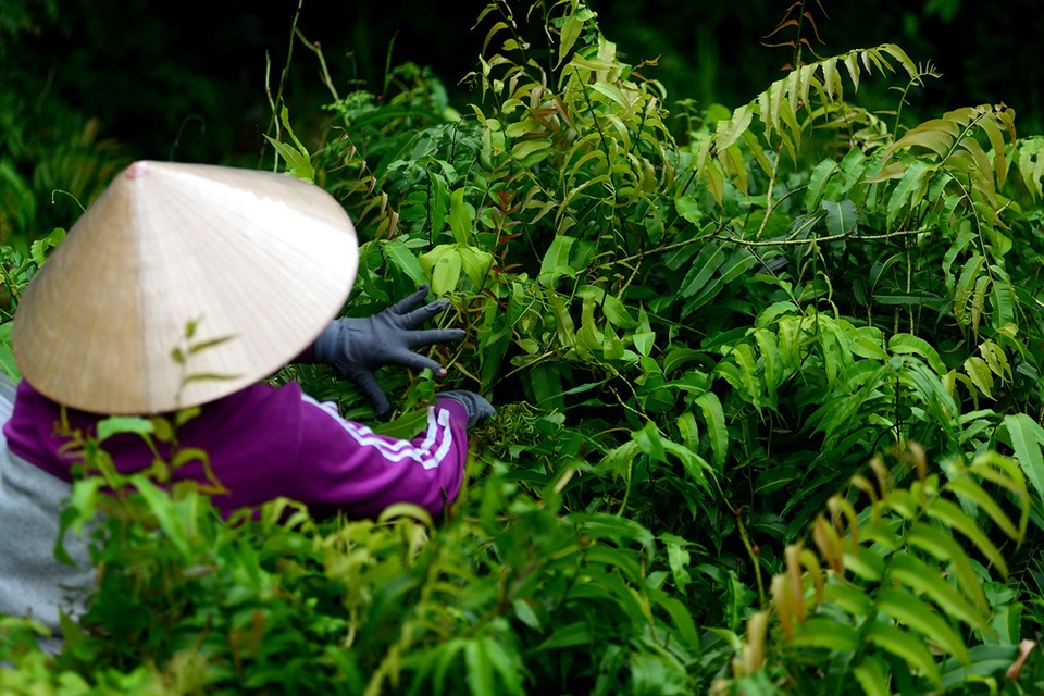 Người phụ nữ mưu sinh trong rừng ở vùng ven Sài Gòn - 13