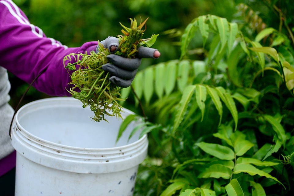 Những đọt rau choại non mơn mởn mỗi sáng sớm.