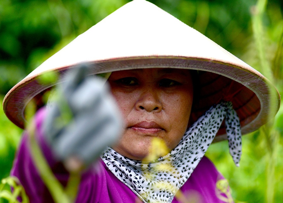 Người phụ nữ mưu sinh trong rừng ở vùng ven Sài Gòn - 12