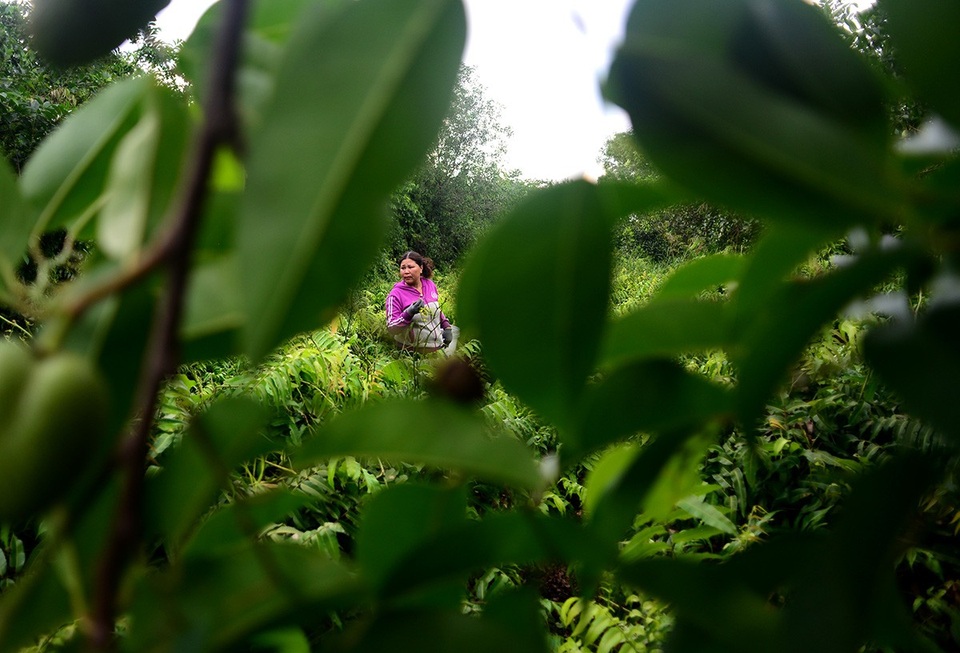 Cuộc sống của bà Thạch gắn liền với rừng dù ở Sài Gòn.