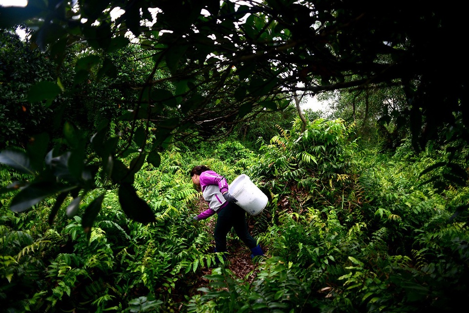 Chỉ cần dụng cụ đơn giản là đôi bao tay, ủng đi đầm lầy và chiếc giỏ đựng rau, bà Thạch có thể hái được khoảng 10kg mỗi ngày.