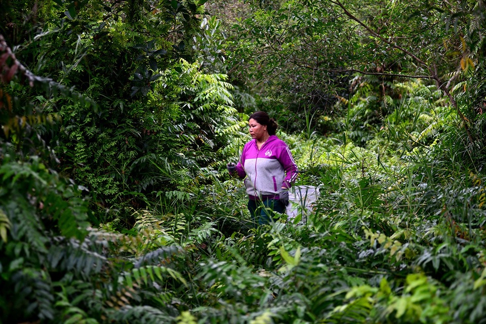 Người phụ nữ mưu sinh trong rừng ở vùng ven Sài Gòn - 4