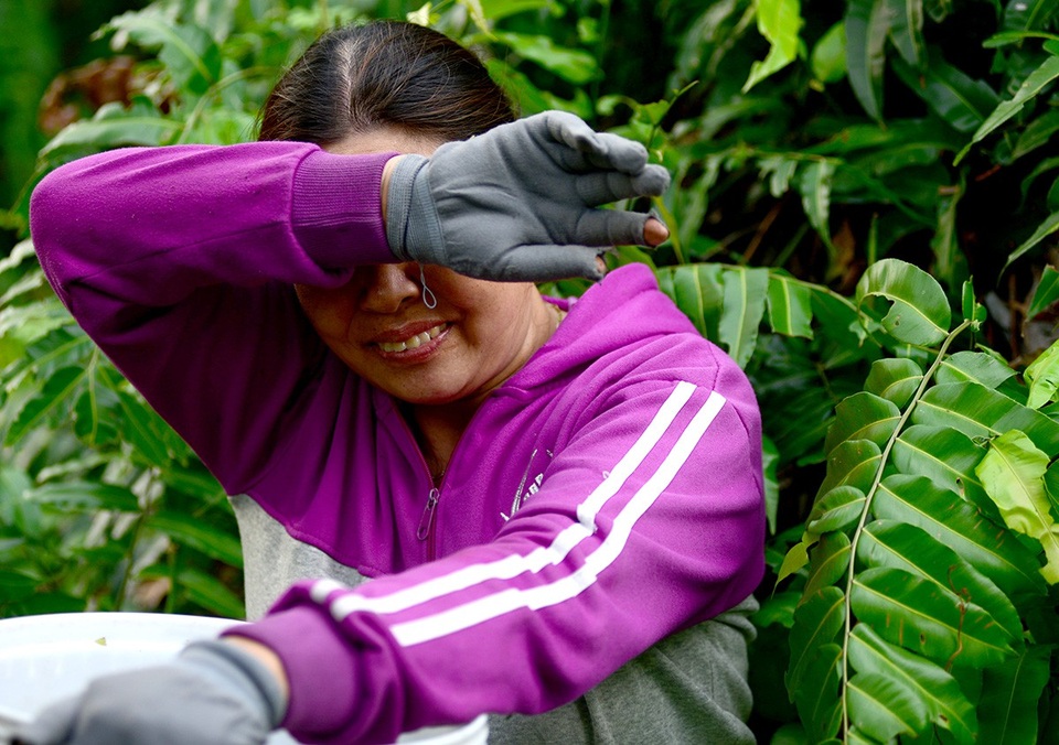 Cũng có lần bà Thạch chui vào bụi rậm bị đàn ong chích sưng hết người.