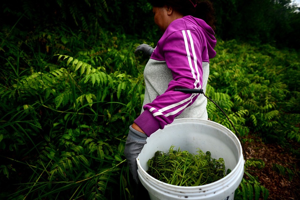 Rau choại mọc nhiều vào mùa mưa, ít sương.