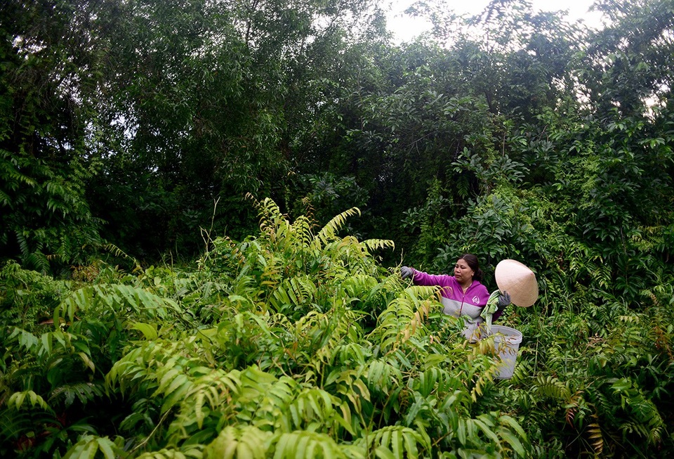 Mỗi ngày, bà Thạch dậy từ 5h sáng để vào rừng hái rau choại. Những lúc bán được, bà thường đi hái thêm vào buổi chiều.