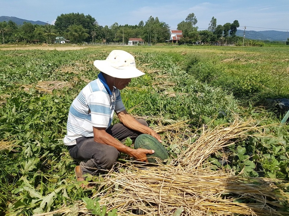 Dưa hấu chín đầy đồng, nông dân chờ “giải cứu” - 1 Người dân phải dùng rạ che cho dưa khỏi nứt do nắng nóng