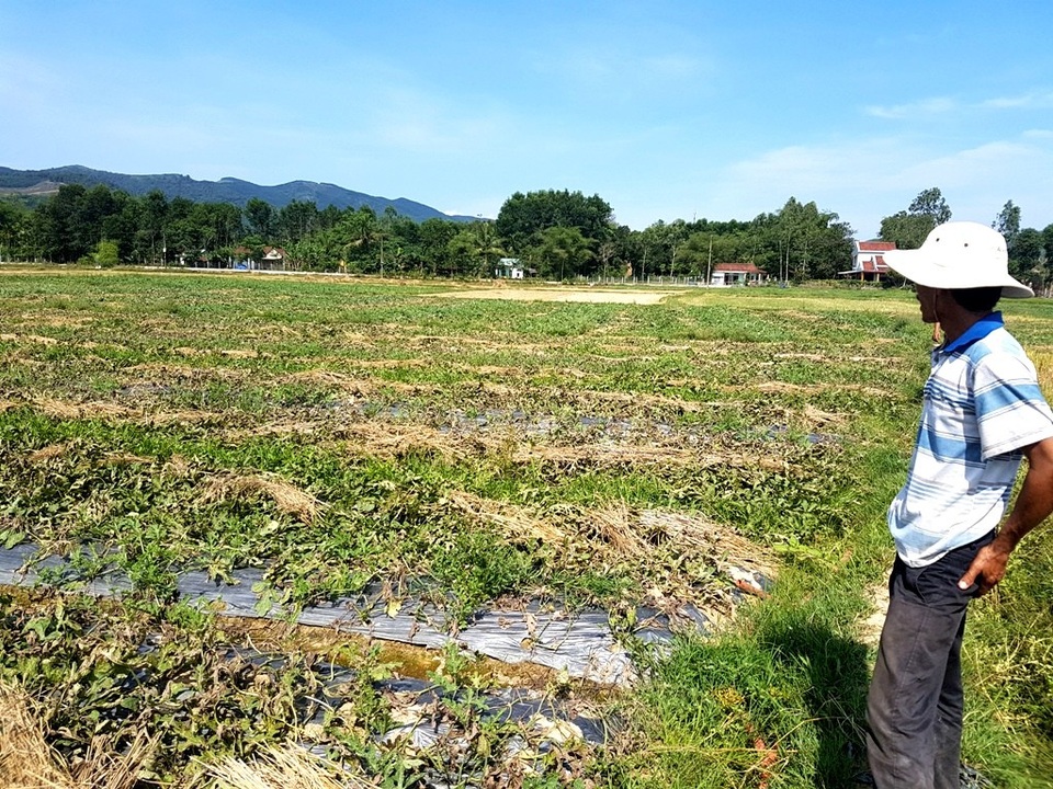 Dưa hấu chín đầy đồng, nông dân chờ “giải cứu” - 2 Ruộng dưa của ông Trọng đang chờ thương lái đến mua