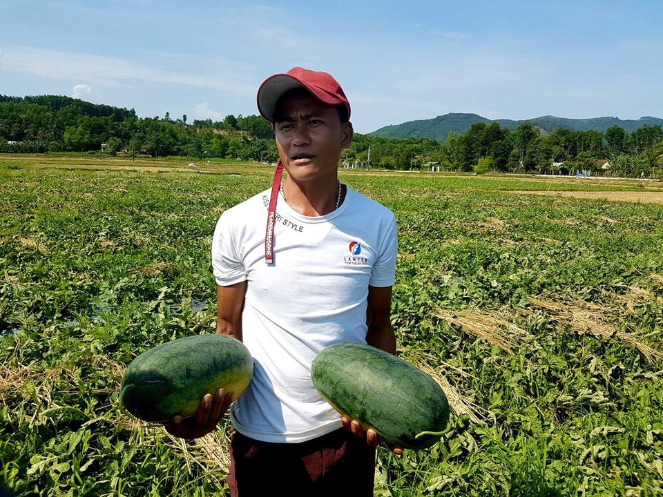 Dưa hấu chín đầy đồng, nông dân chờ “giải cứu” - 3 Những trái dưa đã chín nhưng giá quá thấp khiến người dân không muốn hái