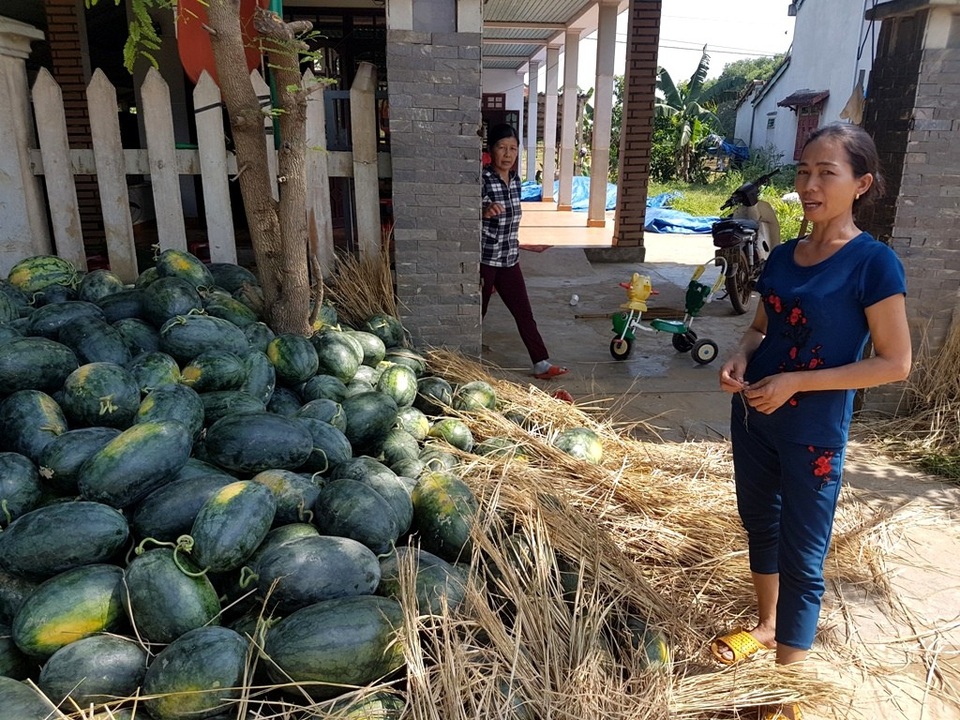 Dưa hấu chín đầy đồng, nông dân chờ “giải cứu” - 4 Dọc đường ở các xã Tam Phước, Tam Lộc… nhiều đống dưa được hái để chờ thương lái đến mua