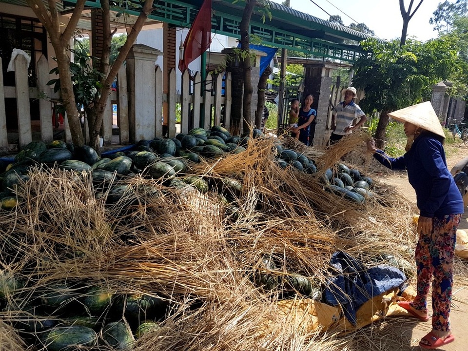 Dưa hấu chín đầy đồng, nông dân chờ “giải cứu” - 5 Trong khi chờ thương lái đến mua dưa đã hái, người dân dùng rạ che nắng cho dưa
