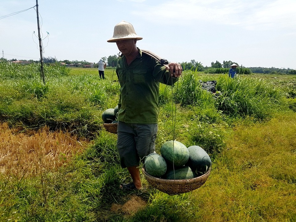 Dưa hấu chín đầy đồng, nông dân chờ “giải cứu” - 6 Nông dân huyện Phú Ninh thu hoạch dưa nhưng không vui